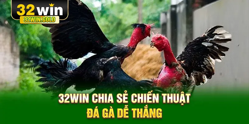 32WIN chia sẻ chiến thuật đá gà dễ thắng