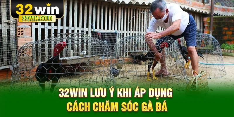 32WIN lưu ý khi áp dụng cách chăm sóc gà đá